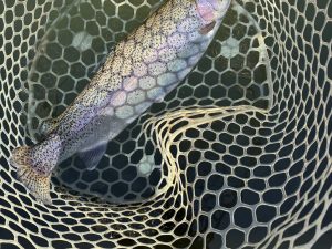 1月5日（月）平塚市　はるちゃんさん