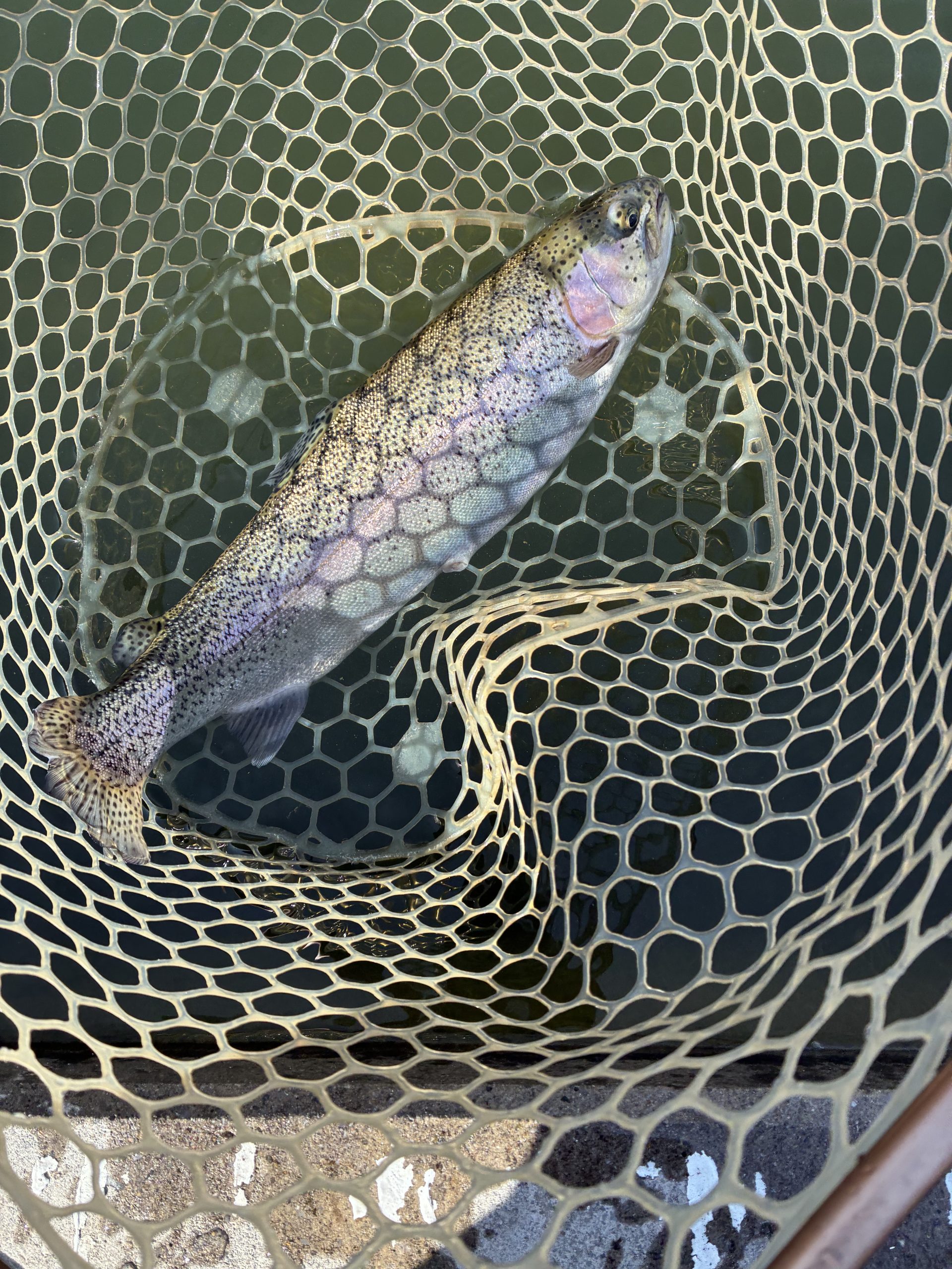 1月5日（月）平塚市　はるちゃんさん