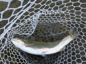 １月23日（金）所沢市　マサ内藤　さん