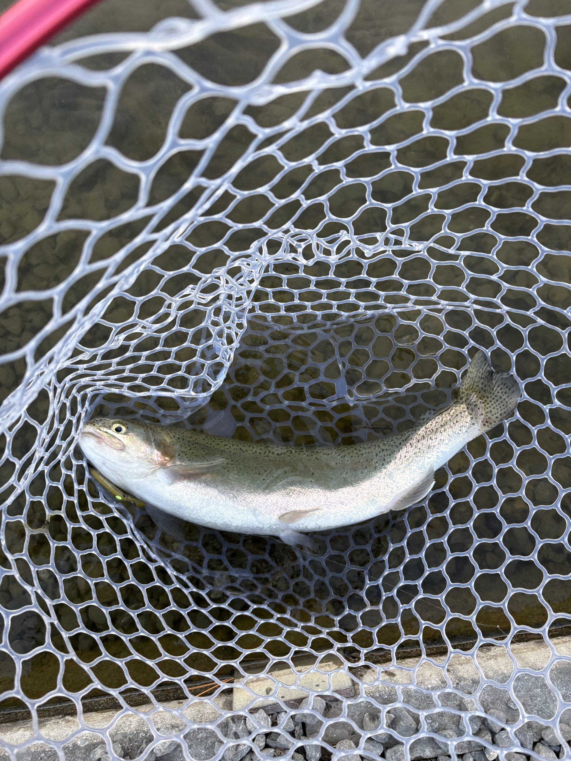 １月23日（金）所沢市　マサ内藤　さん