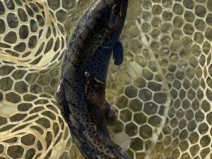 1月13日（火）平塚市　小川さん