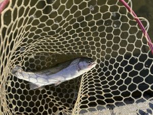 1月30日（金）所沢市　マサ内藤　さん