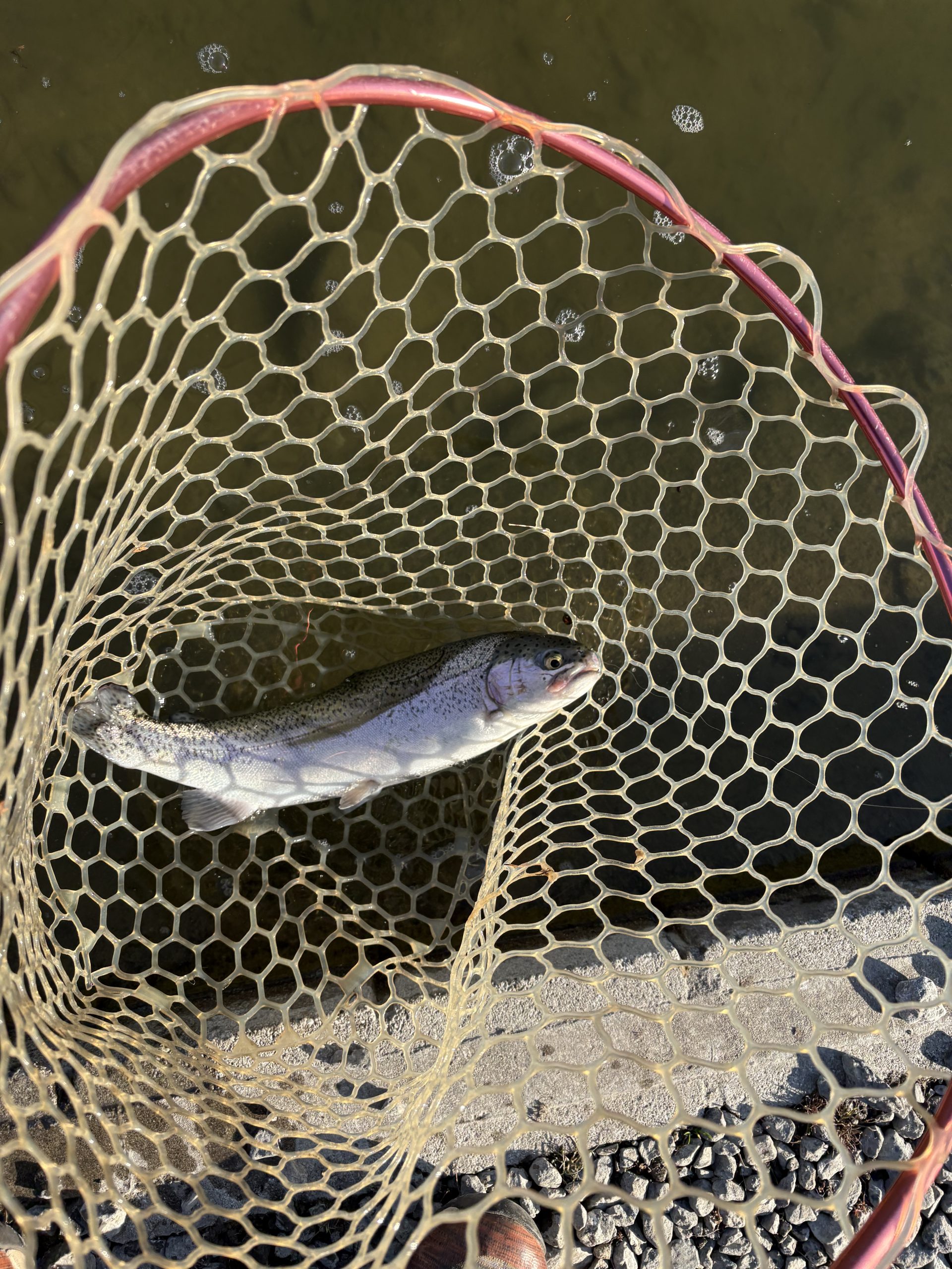 1月30日（金）所沢市　マサ内藤　さん