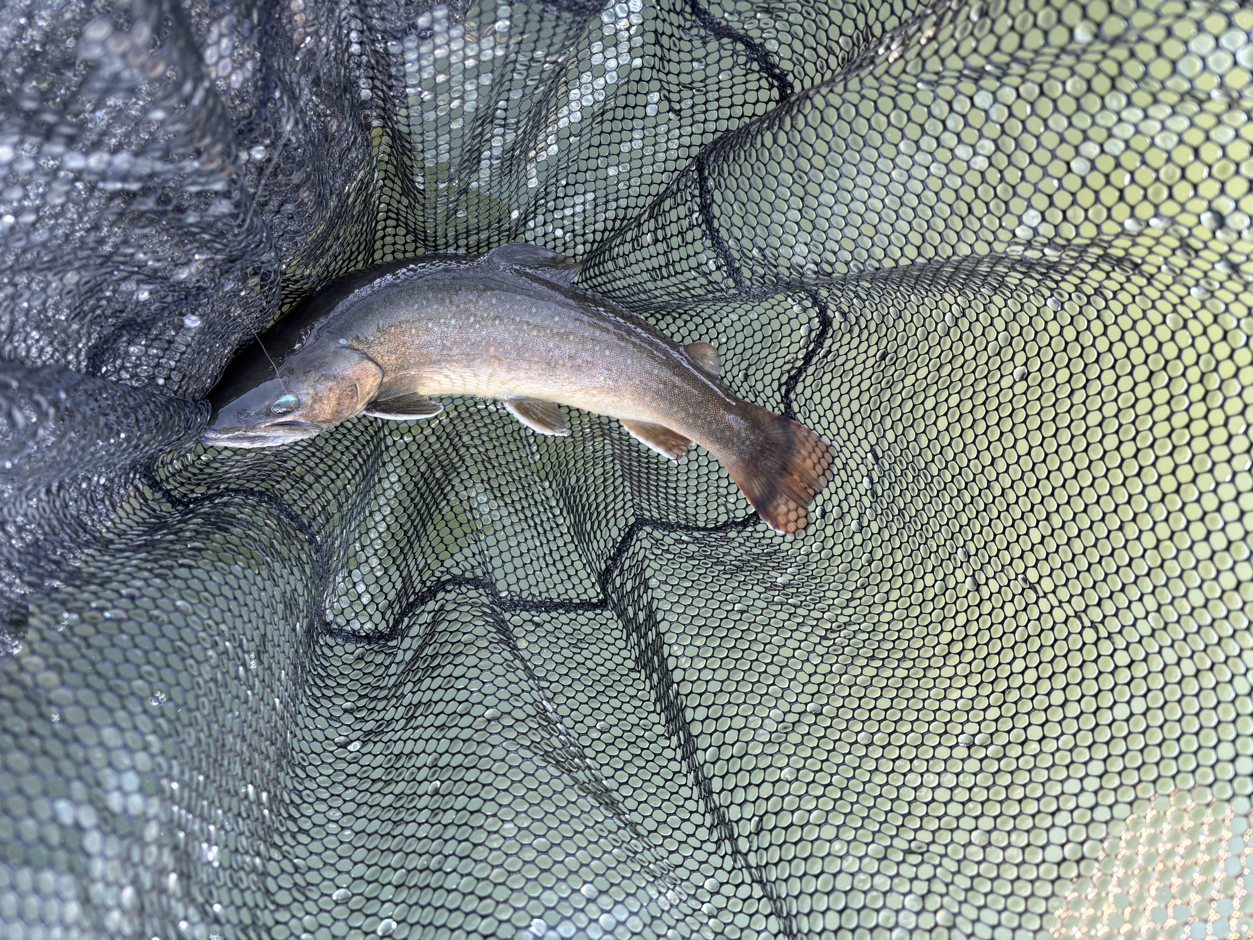 1月4日（日）町田市　トヨシマさん