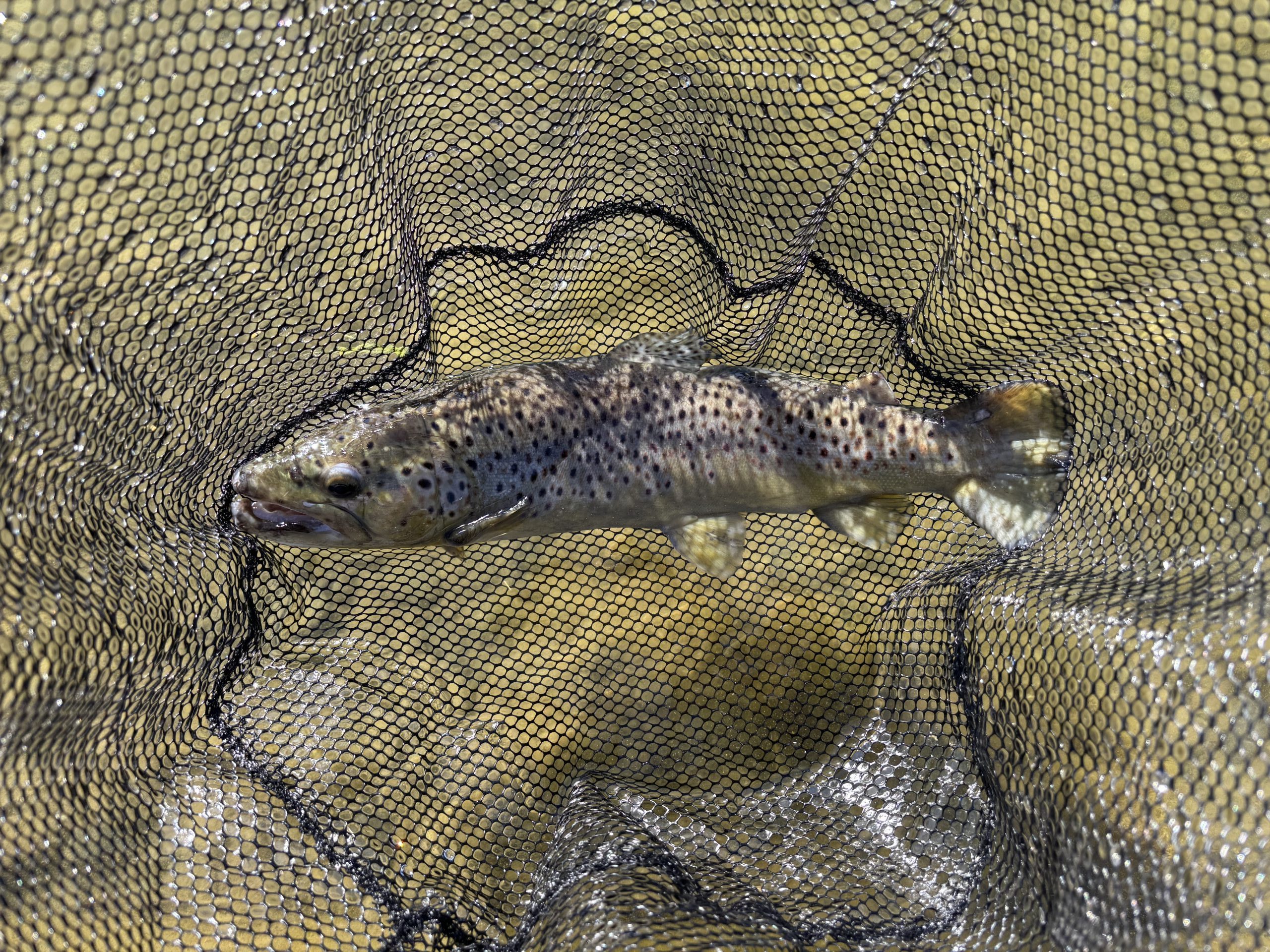 1月10日（土）町田市　トヨシマさん