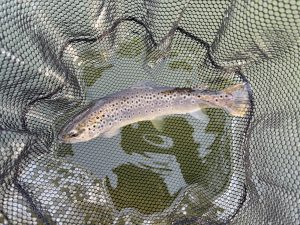 1月17日（土）町田市　トヨシマさん