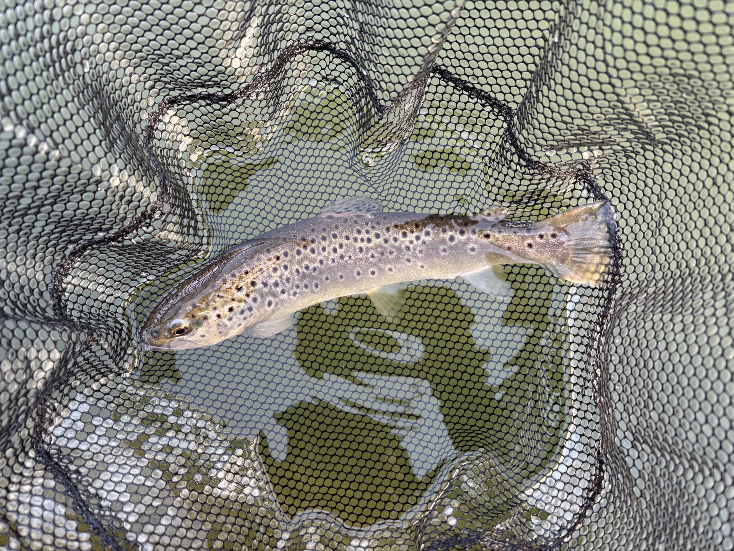 1月17日（土）町田市　トヨシマさん