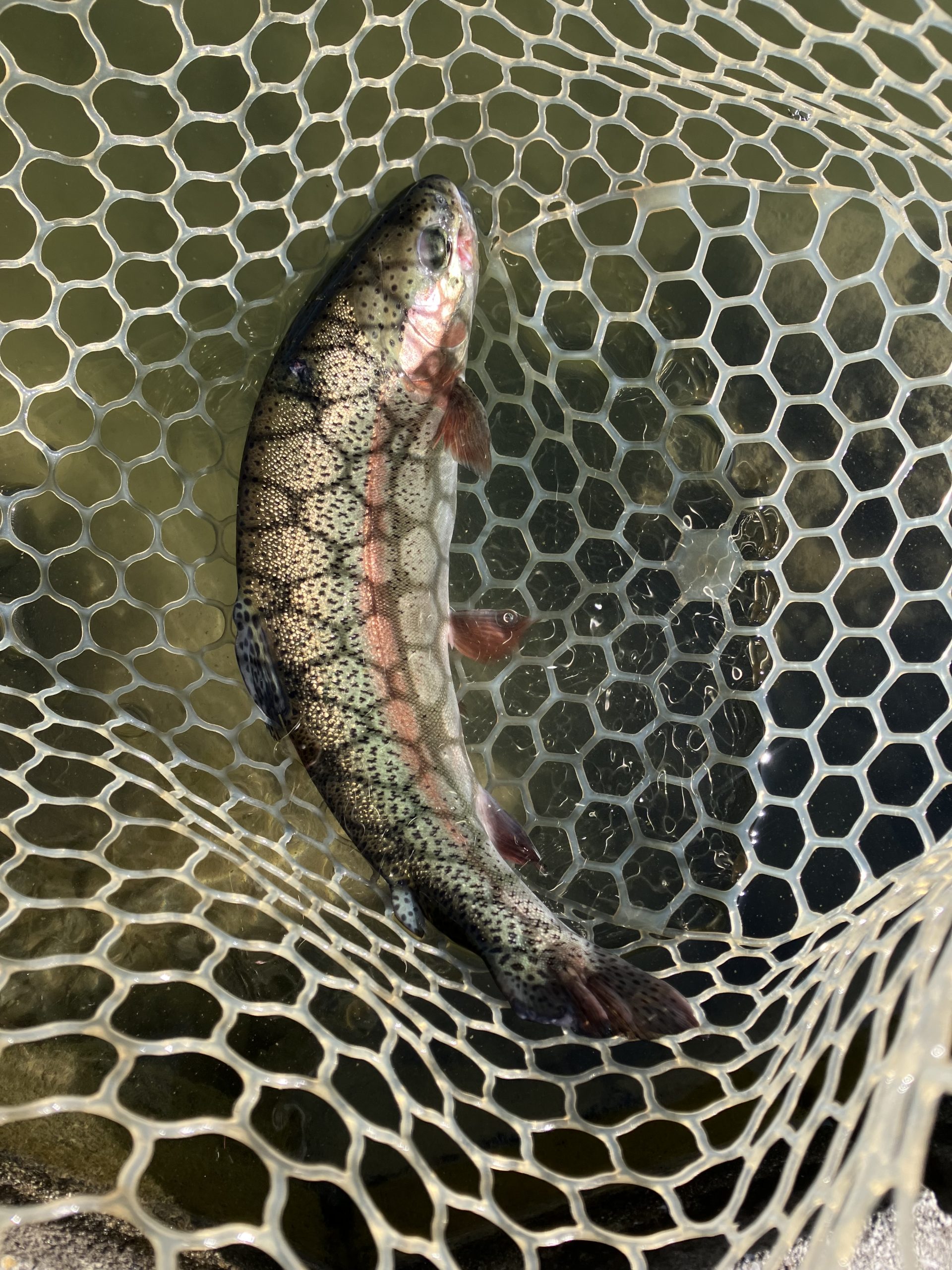 1月9日（金）越谷市　iwana107さん