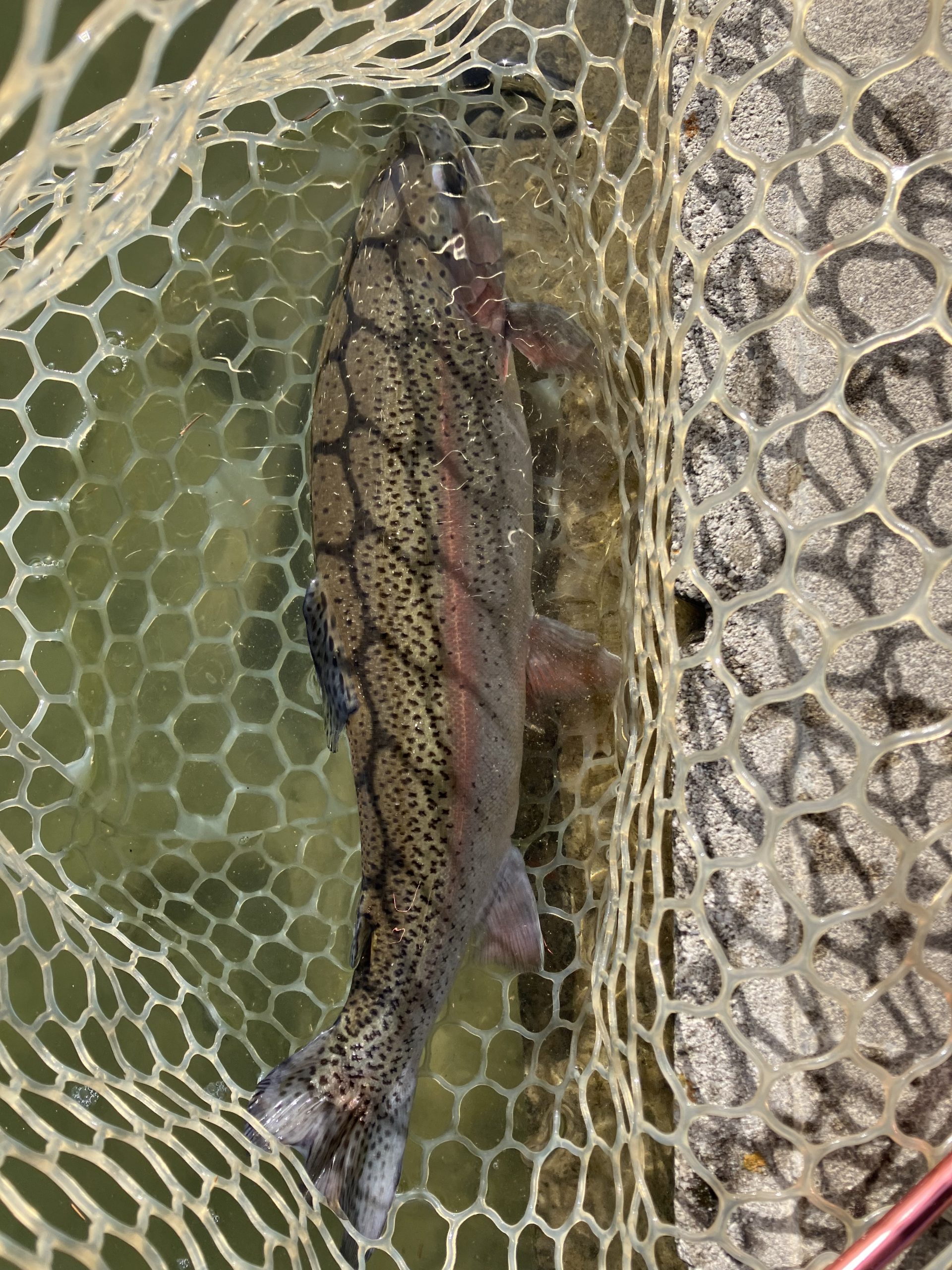 1月13日（火）越谷市　iwana107さん