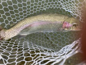 1月20日（火）越谷市　iwana107さん