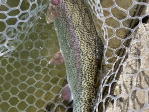 1月28日(水)　越谷市　iwana107さん