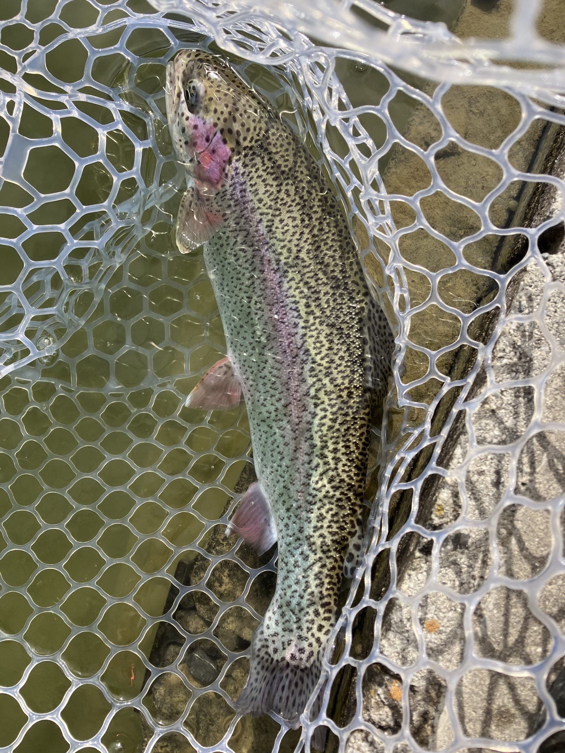 1月28日(水)　越谷市　iwana107さん