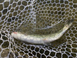 1月16日（金）飯能市　小川さん