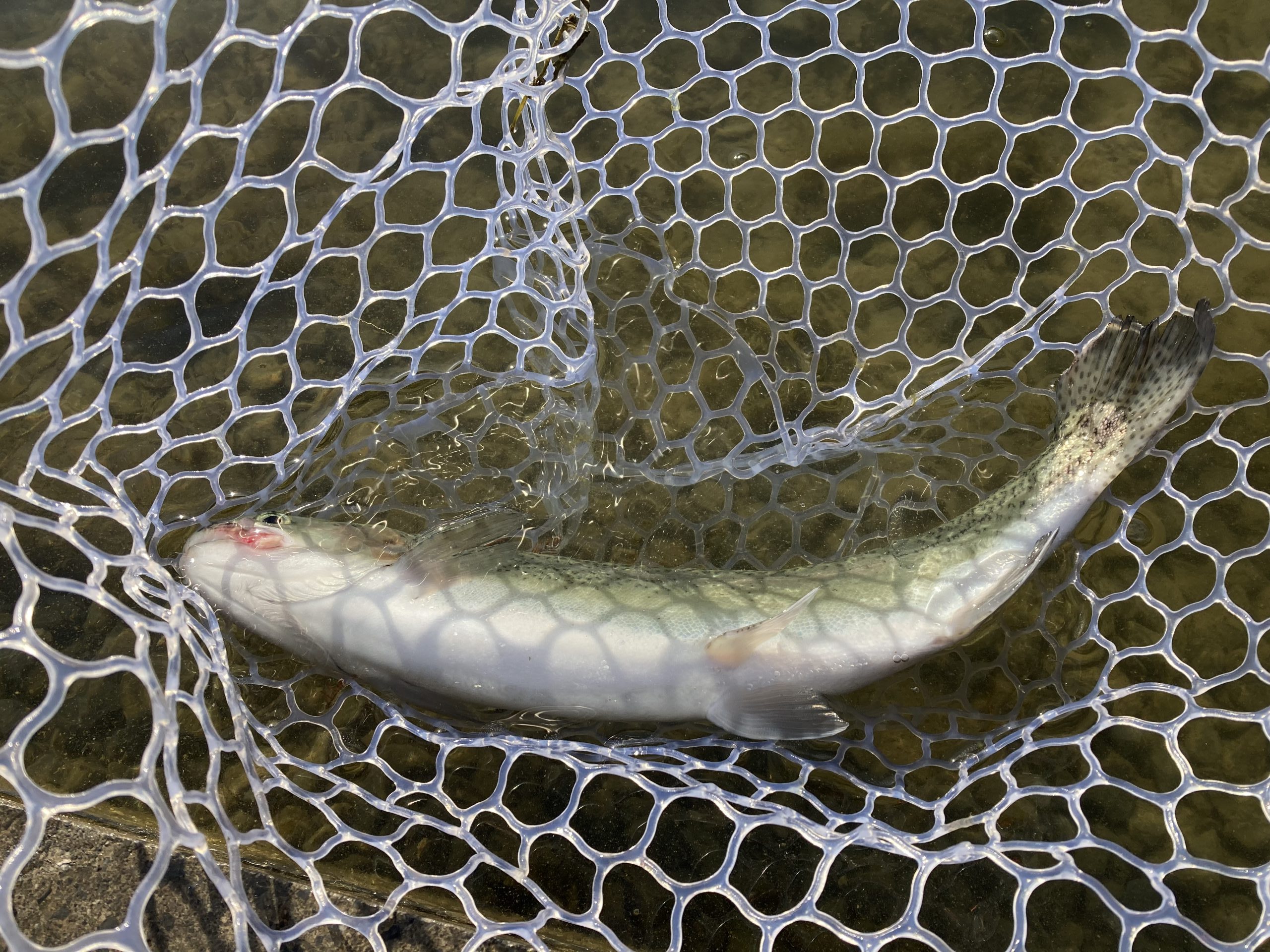 1月16日（金）飯能市　小川さん