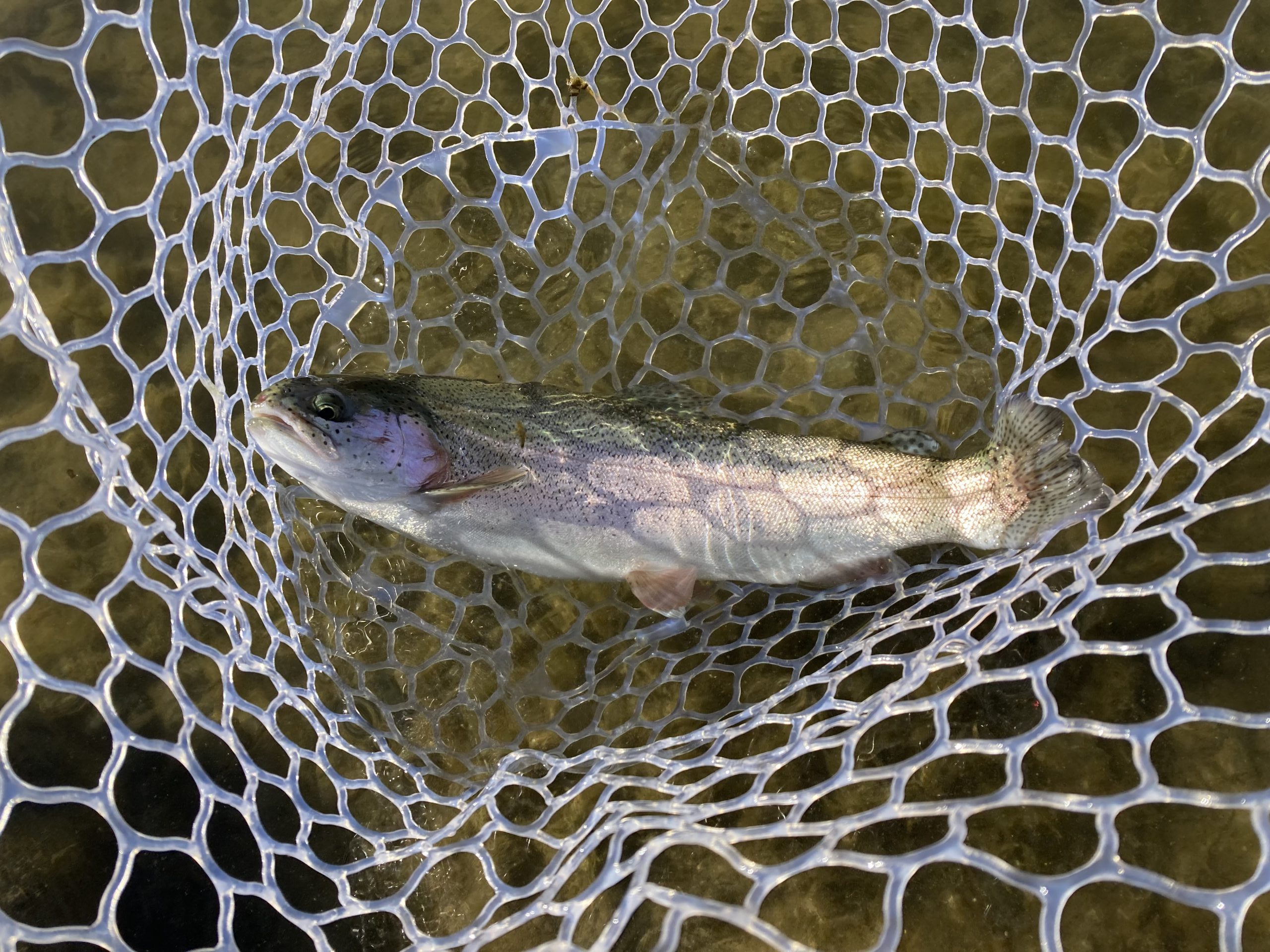 1月23日（金）飯能市　小川　さん