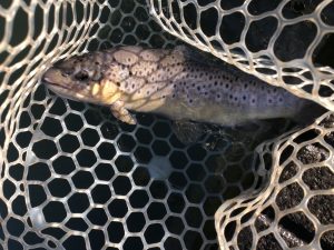 1月2日（金）　八王子市　Mookieさん