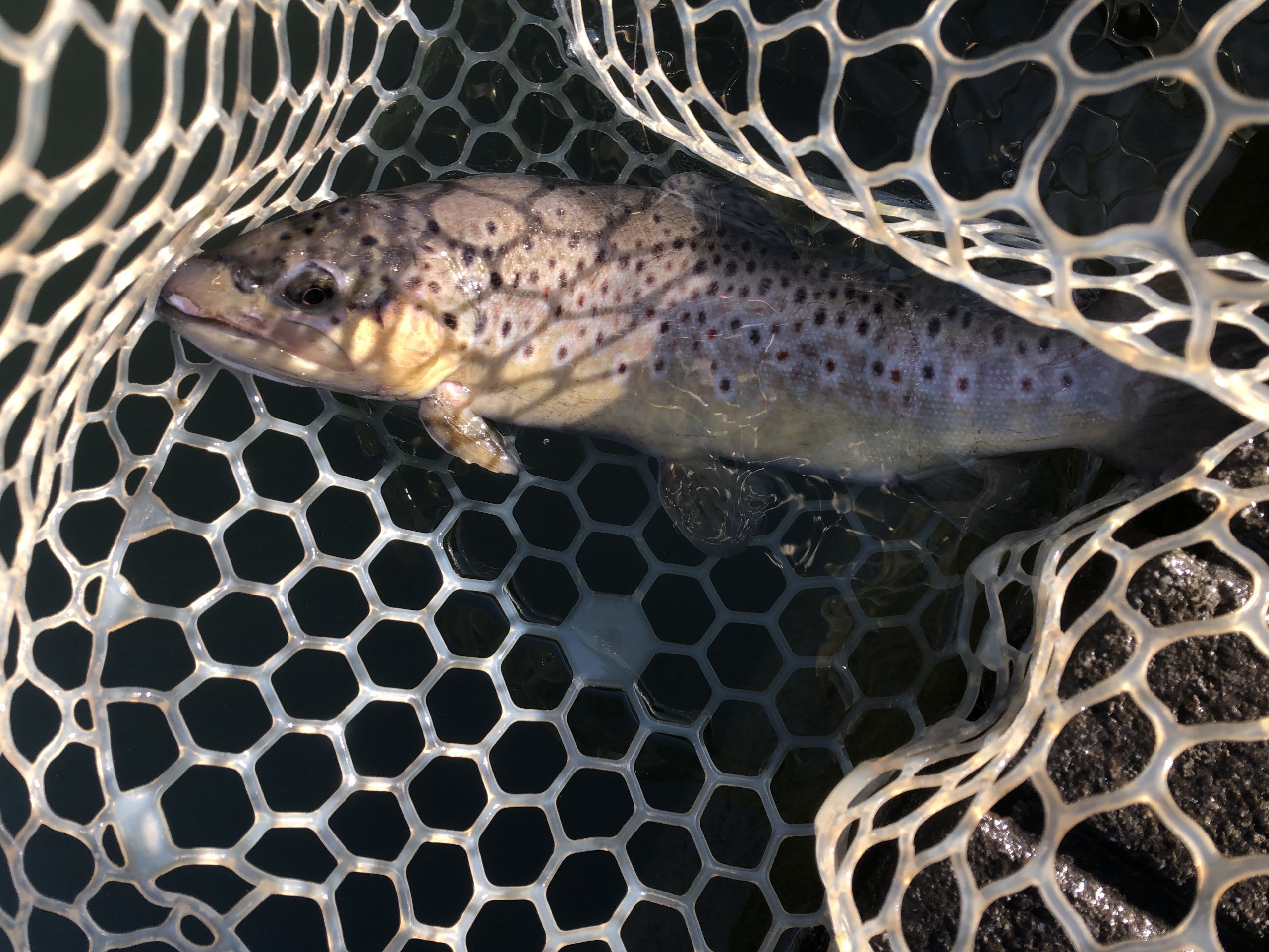 1月2日（金）　八王子市　Mookieさん