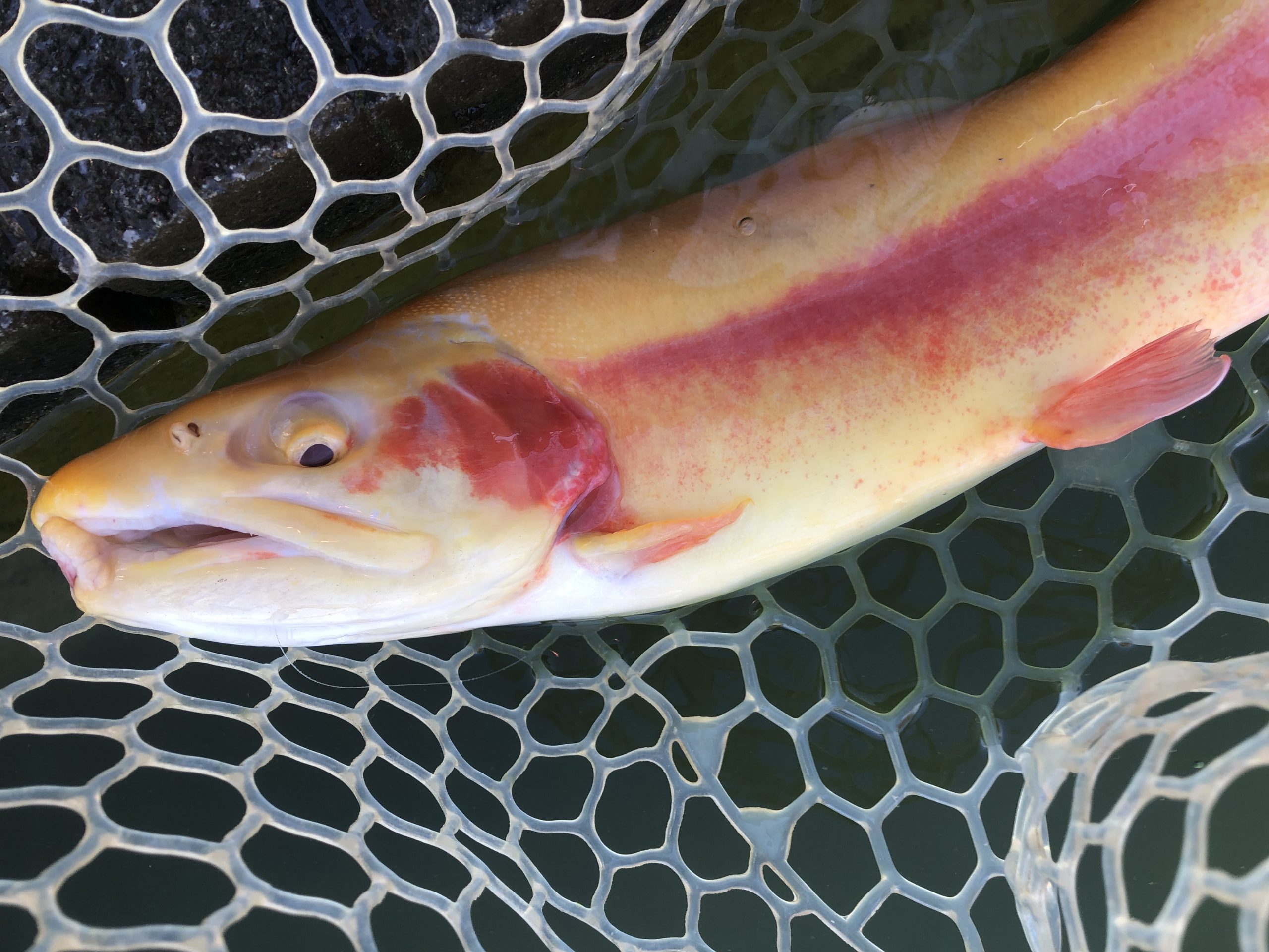 1月10日（土）八王子市　Mookieさん