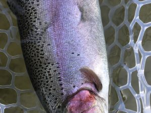 1月24日（土）八王子市　Mookieさん