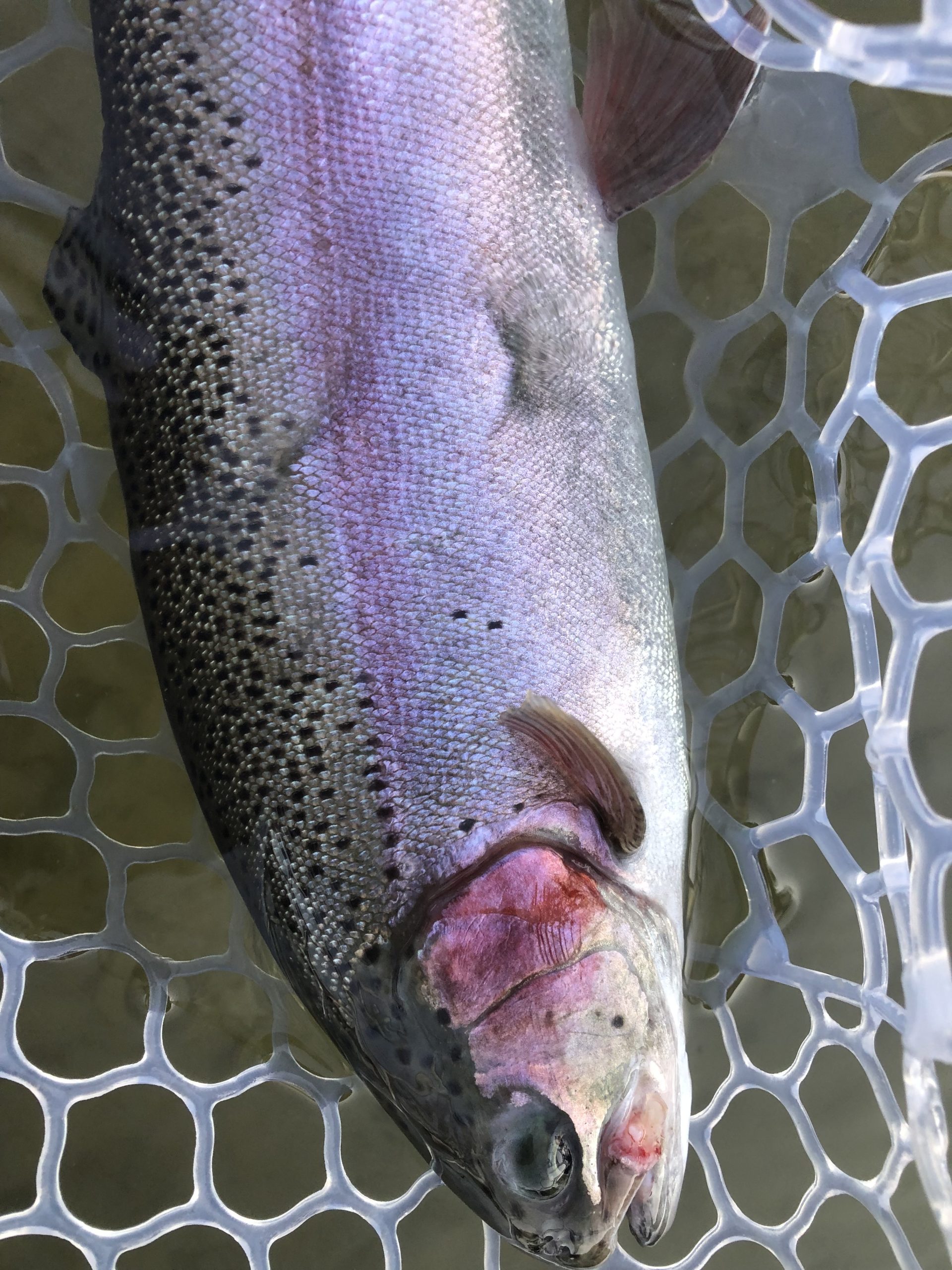 1月24日（土）八王子市　Mookieさん