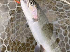 1月2日（金）小平市　しいたけさん