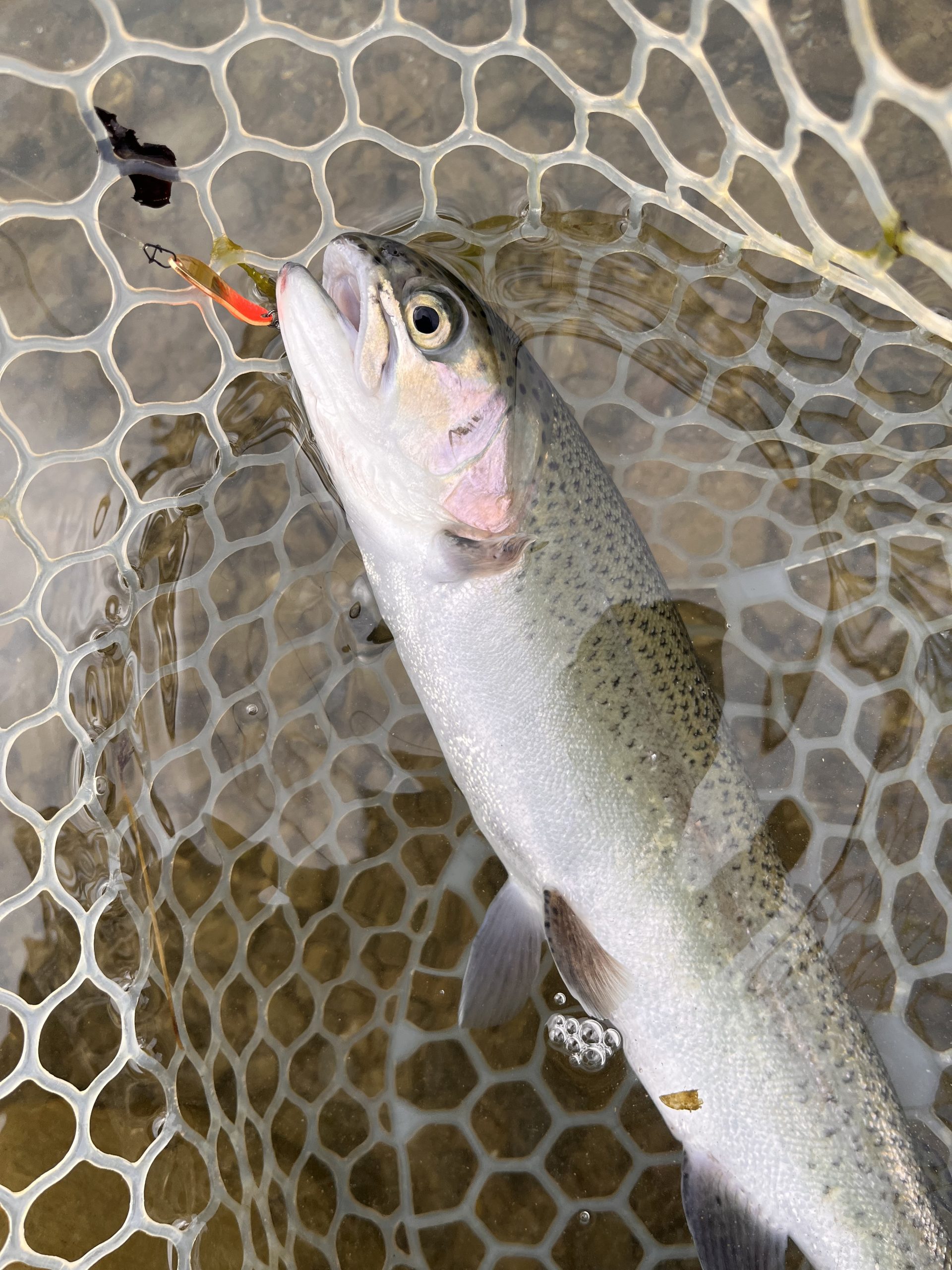 1月2日（金）小平市　しいたけさん