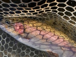 1月4日（日）小平市　しいたけさん