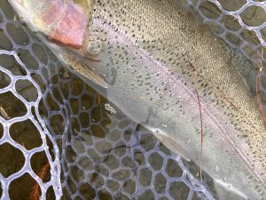 1月11日（日）小平市　しいたけさん