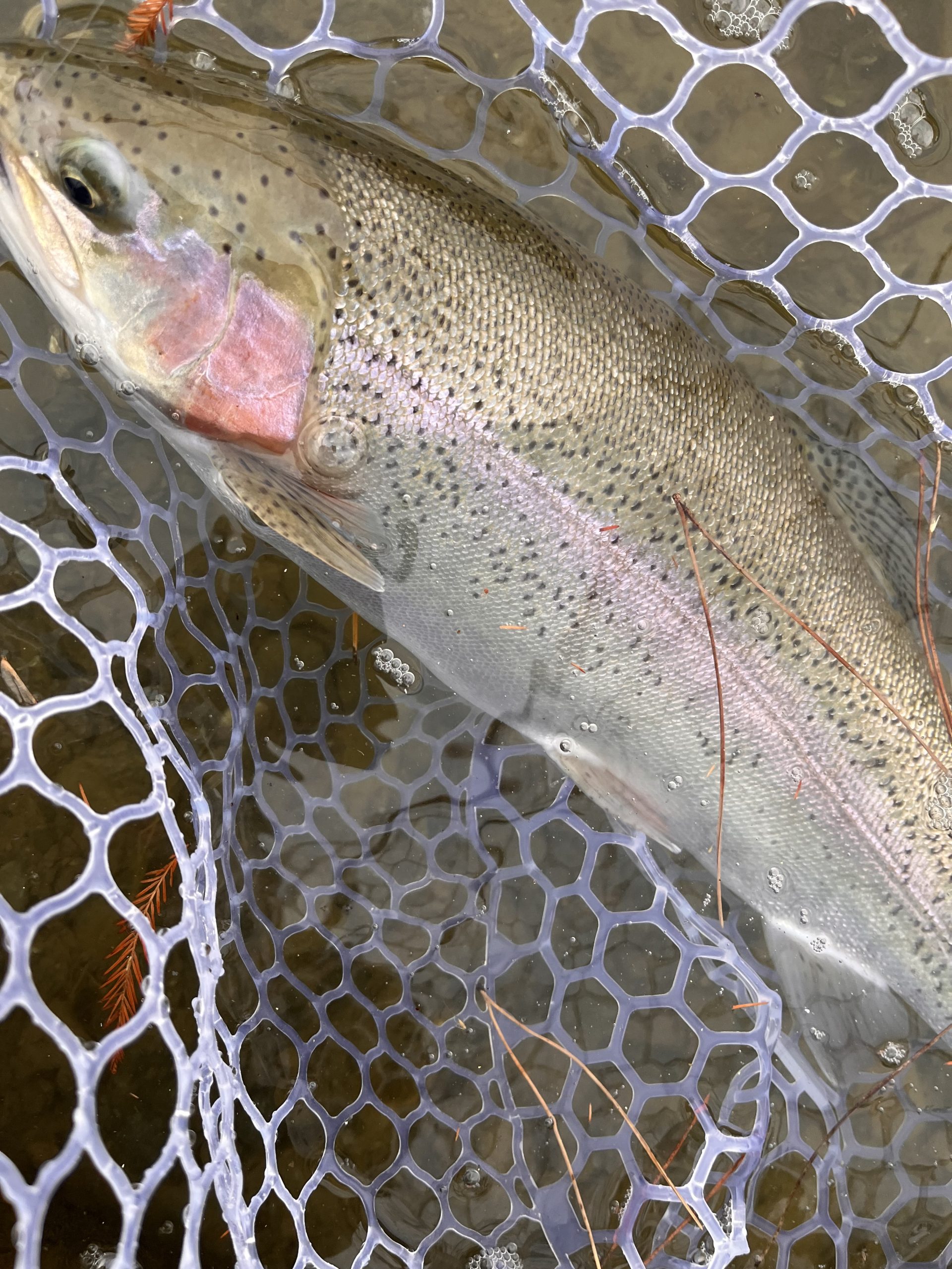 1月11日（日）小平市　しいたけさん