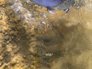 1月18日（日）小平市　しいたけ　さん