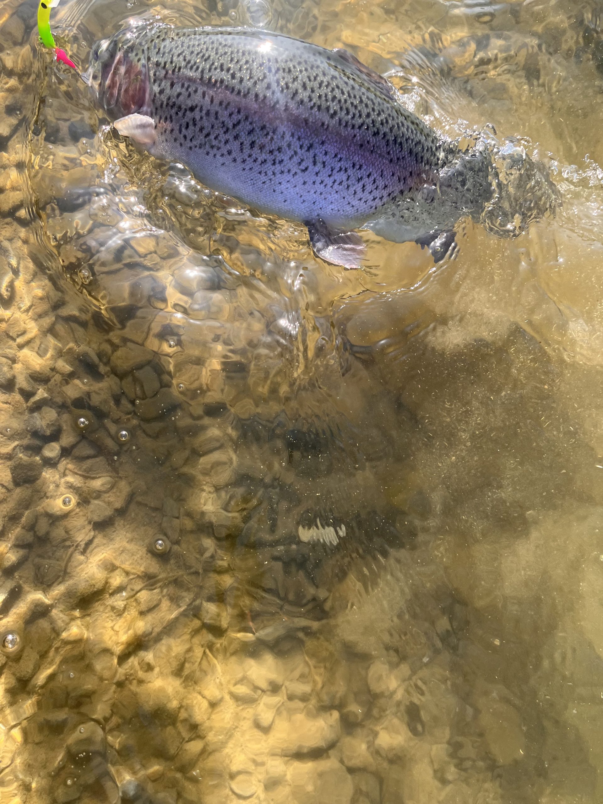 1月18日（日）小平市　しいたけ　さん