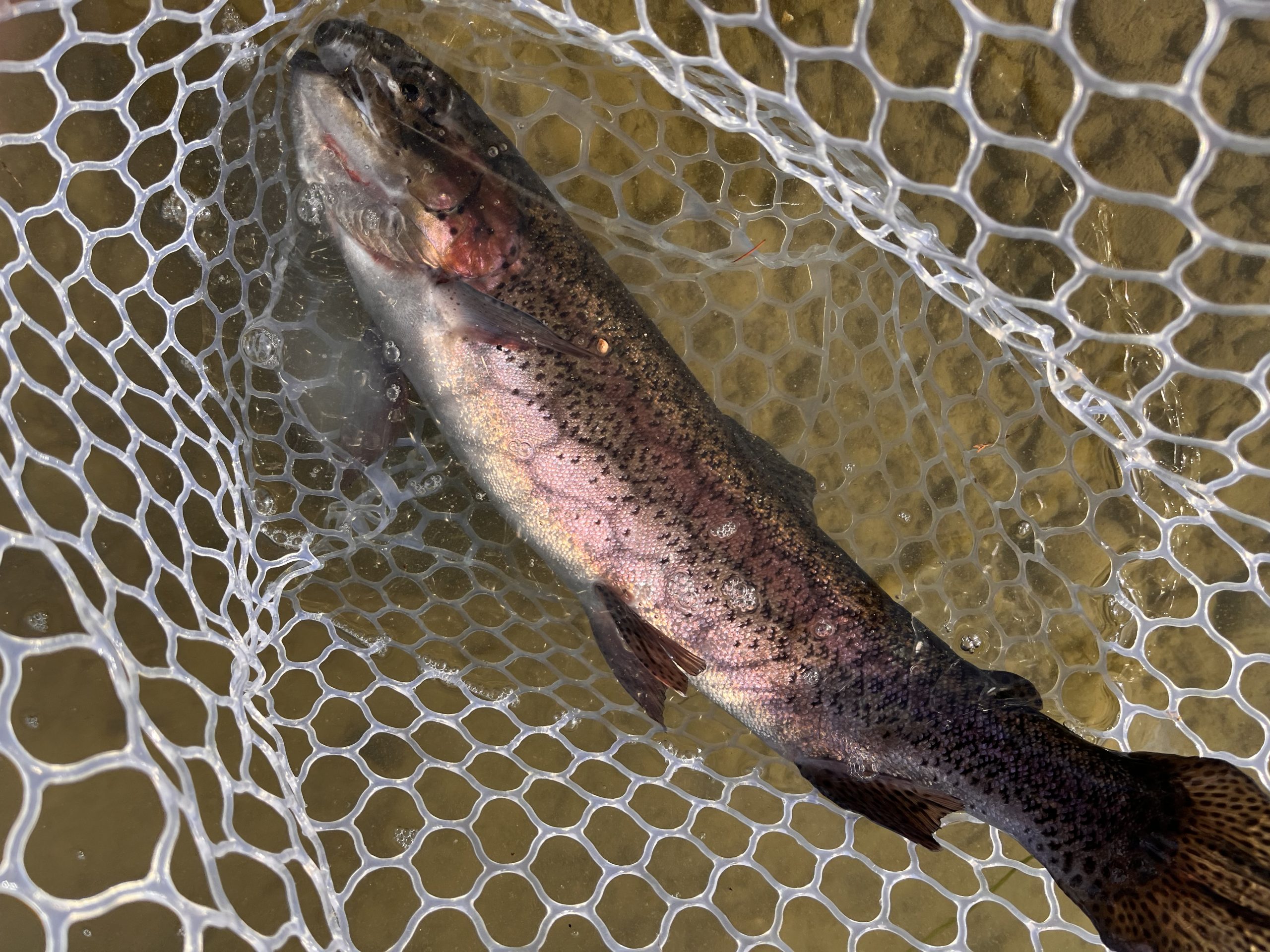 1月25日（日）小平市　しいたけさん