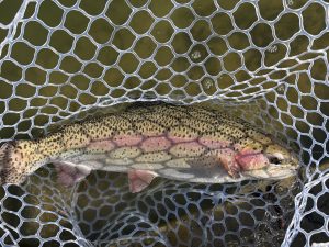 1月17日（土）新宿区　新宿チヌサーさん