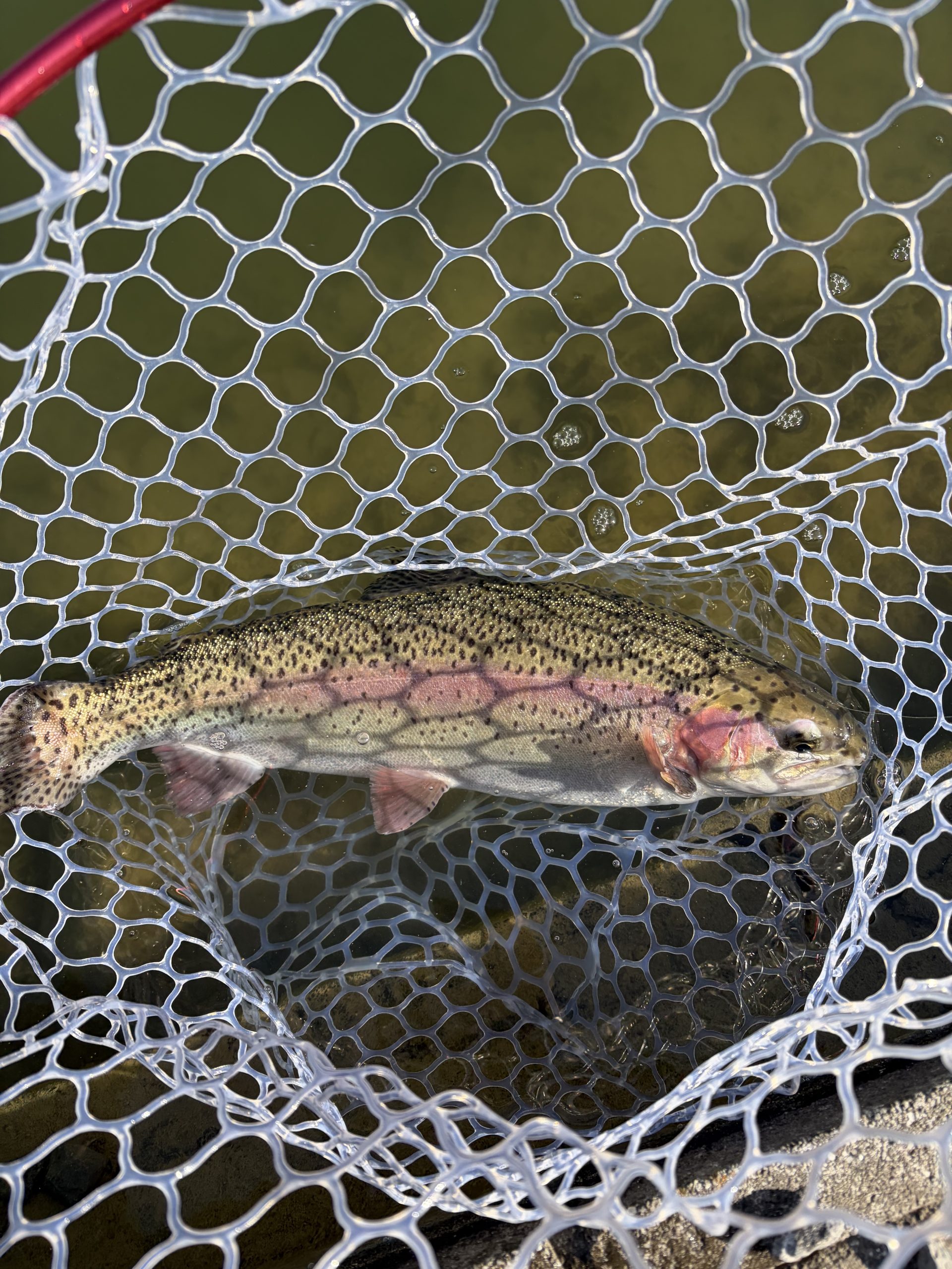 1月17日（土）新宿区　新宿チヌサーさん