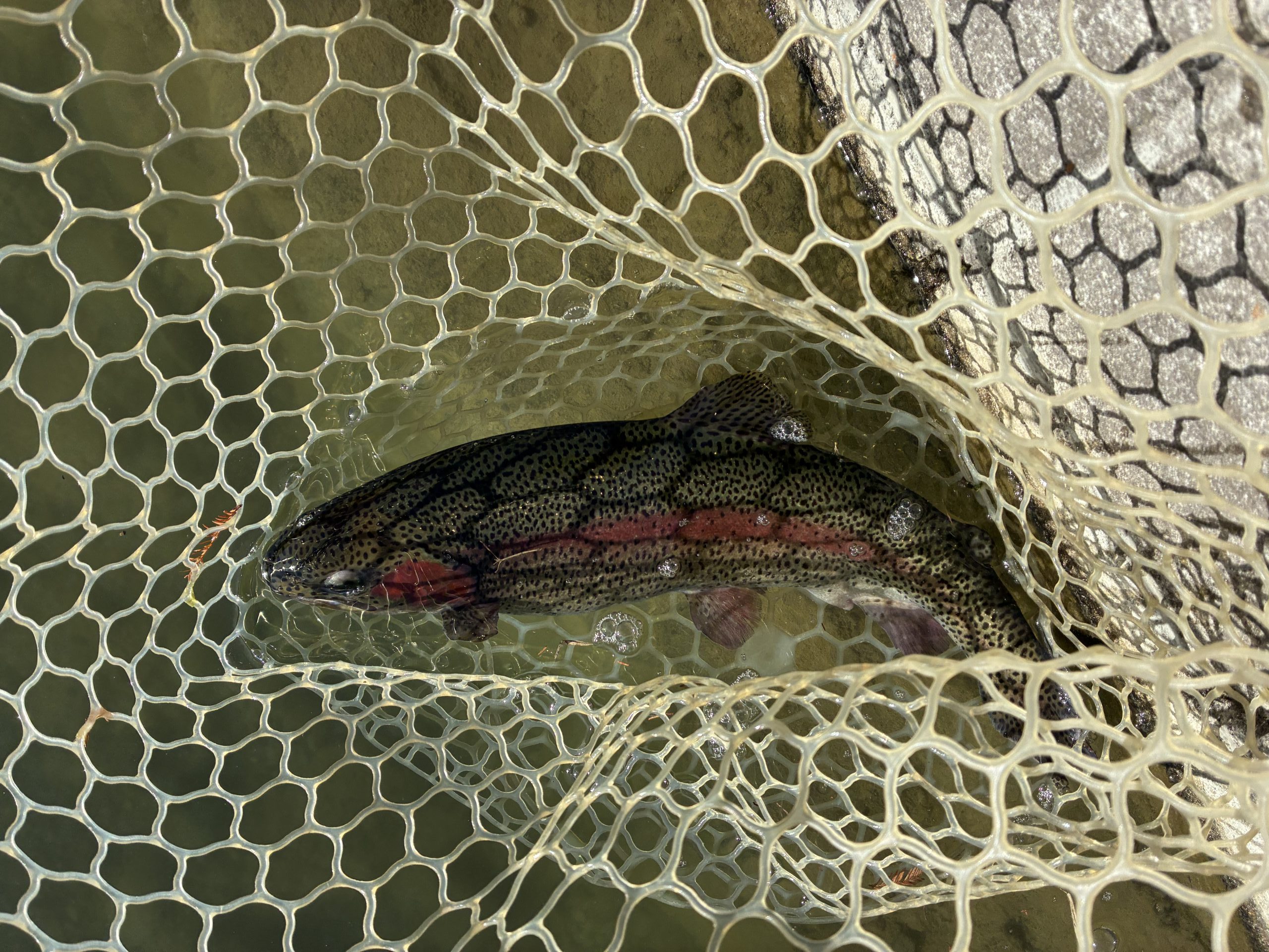 1月4日（日）八王子市　せっきーさん