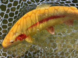 1月11日（日）八王子市　せっきーさん