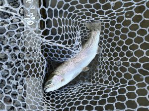 1月25日（日）八王子市　せっきーさん