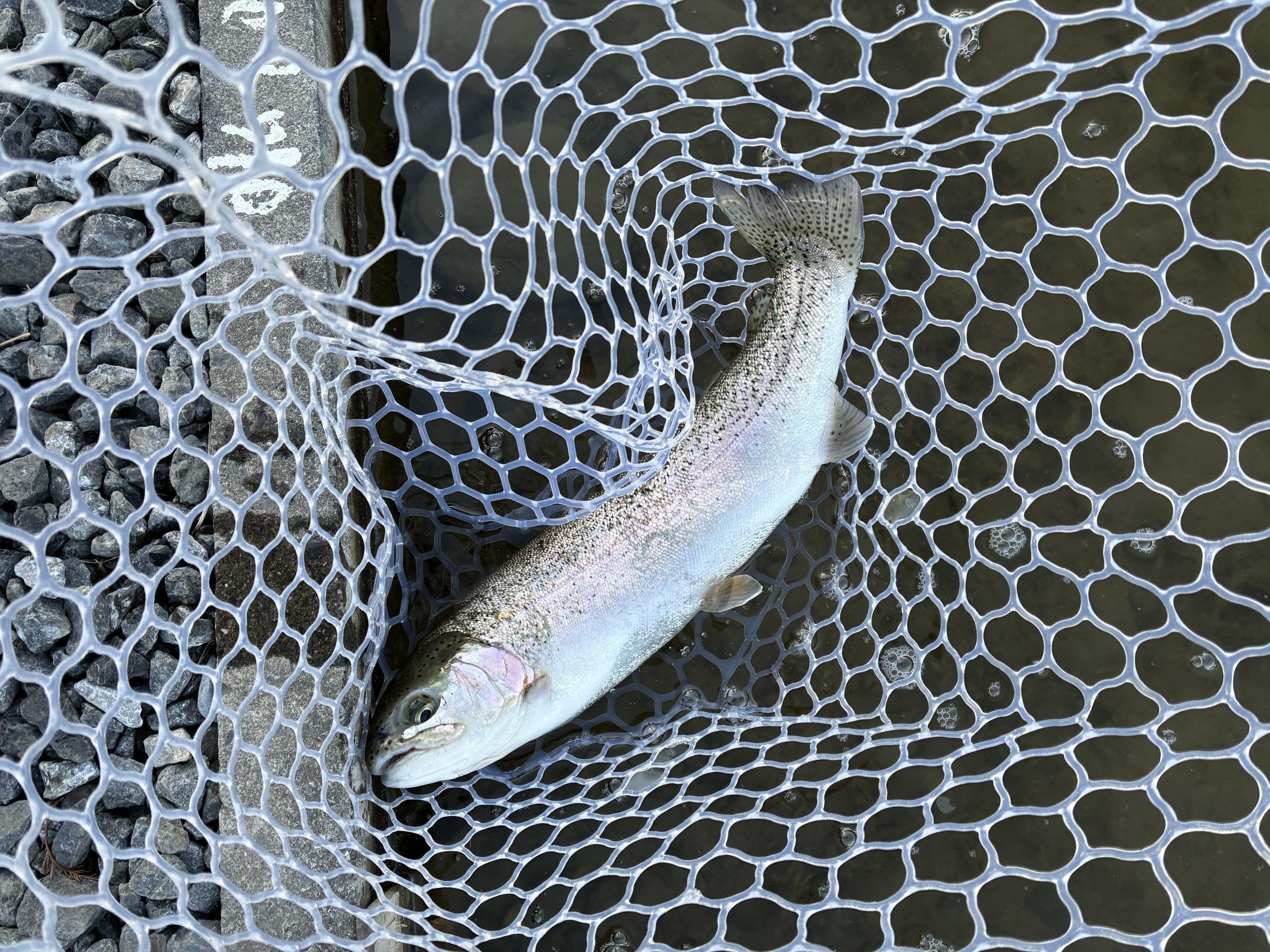 1月25日（日）八王子市　せっきーさん