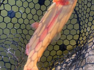 1月9日（金）国立市東　K.Tさん