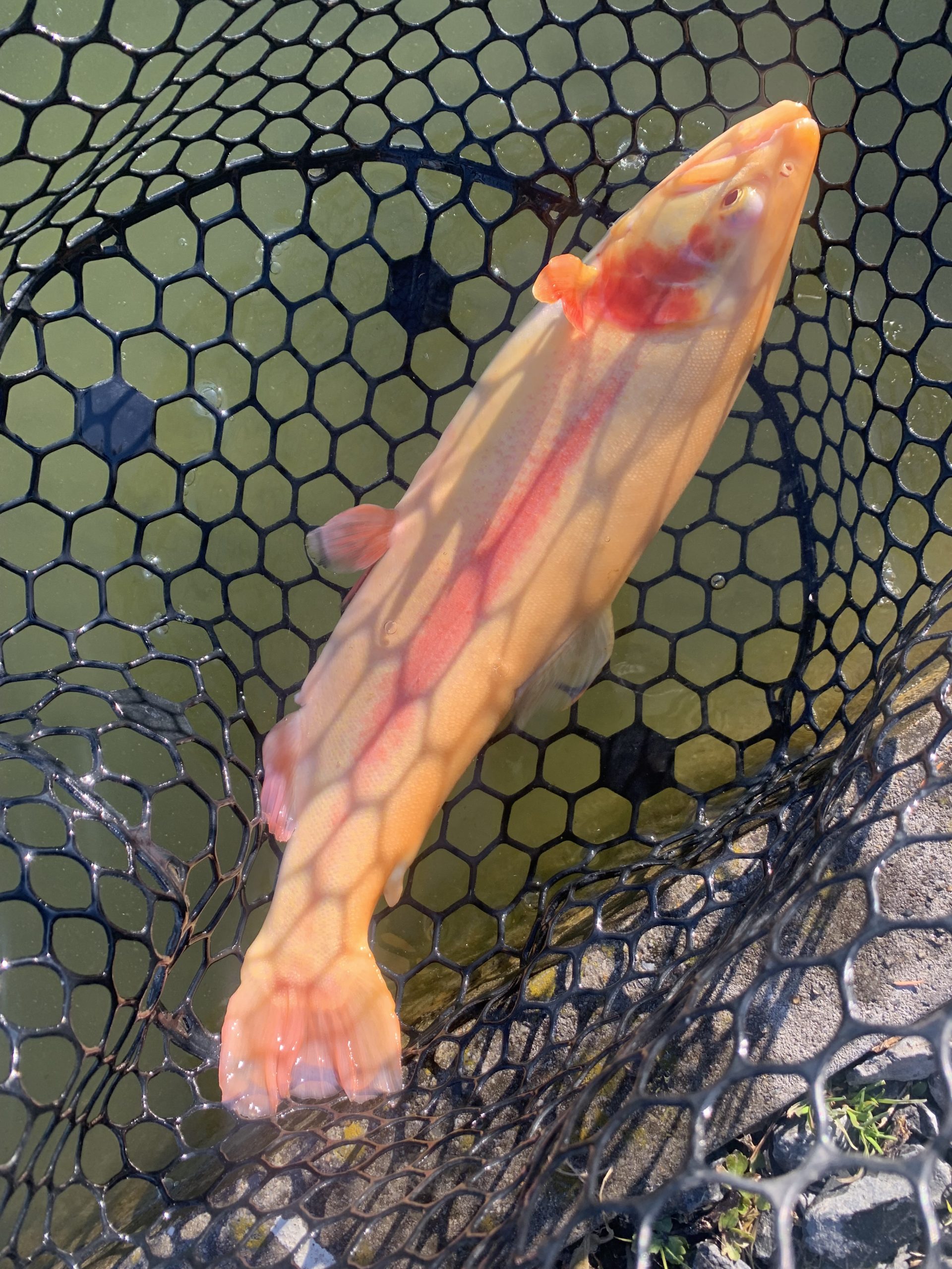 1月9日（金）国立市東　K.Tさん