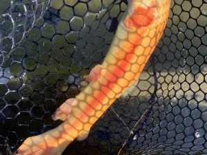 1月12日(月)　国立市　K.Tさん