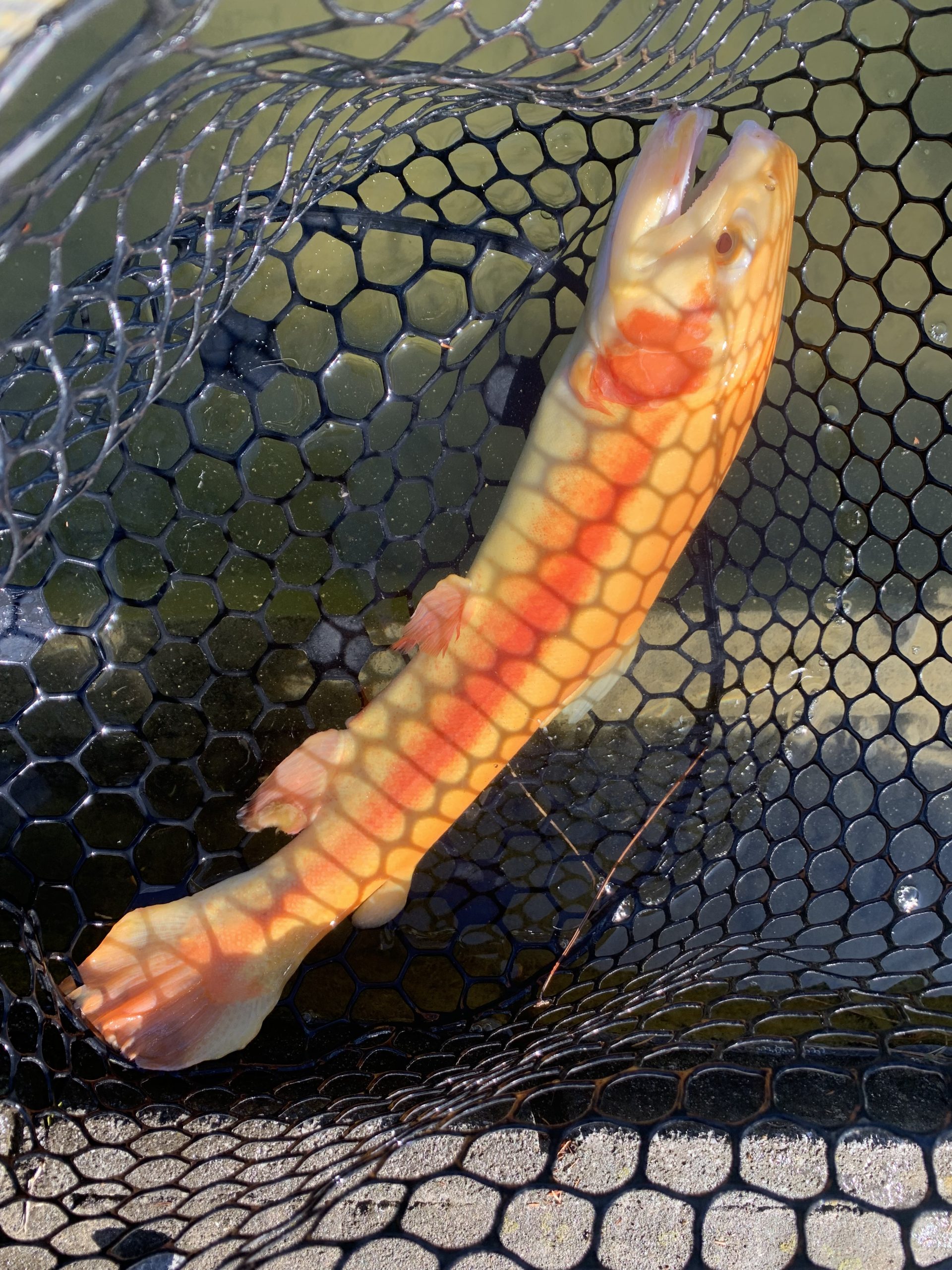 1月12日(月)　国立市　K.Tさん