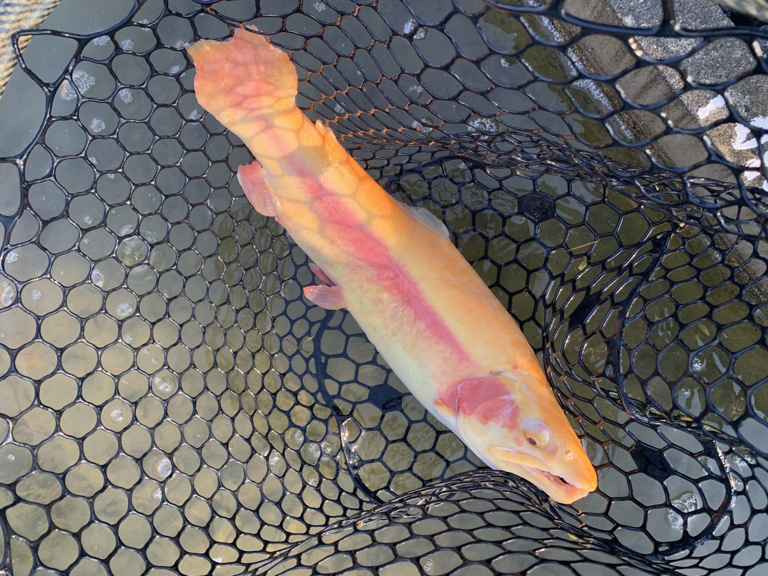 1月17日（土）国立市　K.Tさん