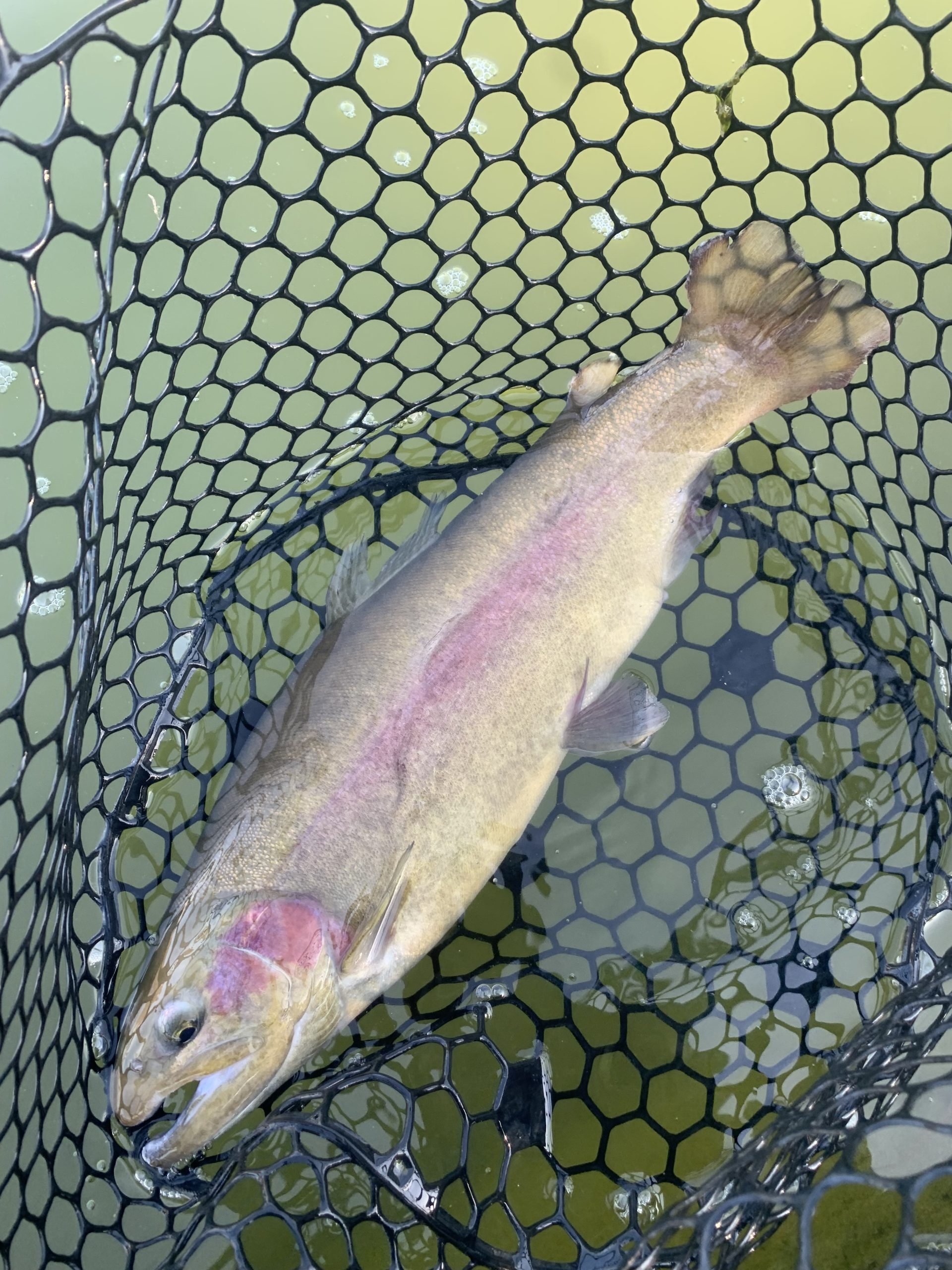 １月１８日（日）国立市　K.Tさん