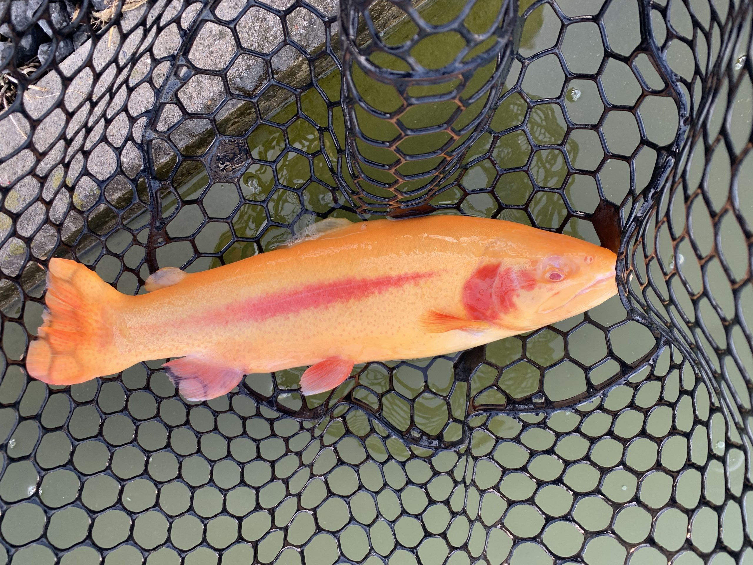 １月27日（火）国立市　K.T　さん