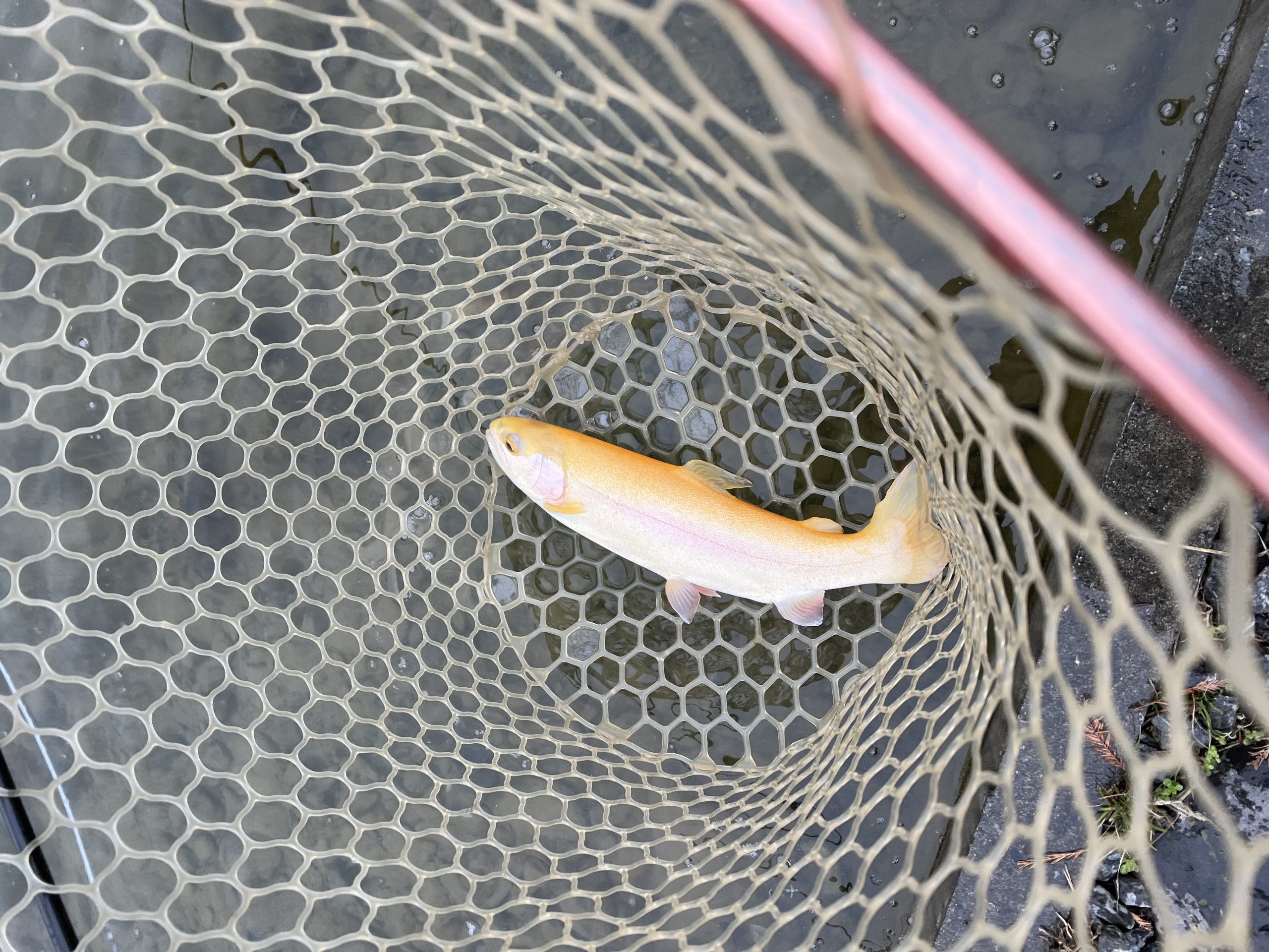 1月7日（水）　八王子市　HGさん