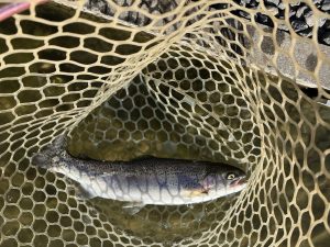 1月2１日（水）八王子市　HGさん