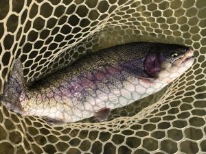 1月5日（月）日野市　オグ　さん