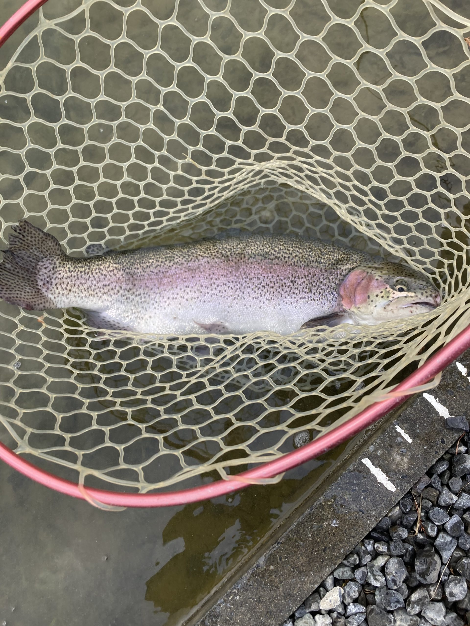 1月2日（金）あきる野市　野口さん