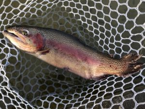 1月30日（金）日野市　オグ　さん